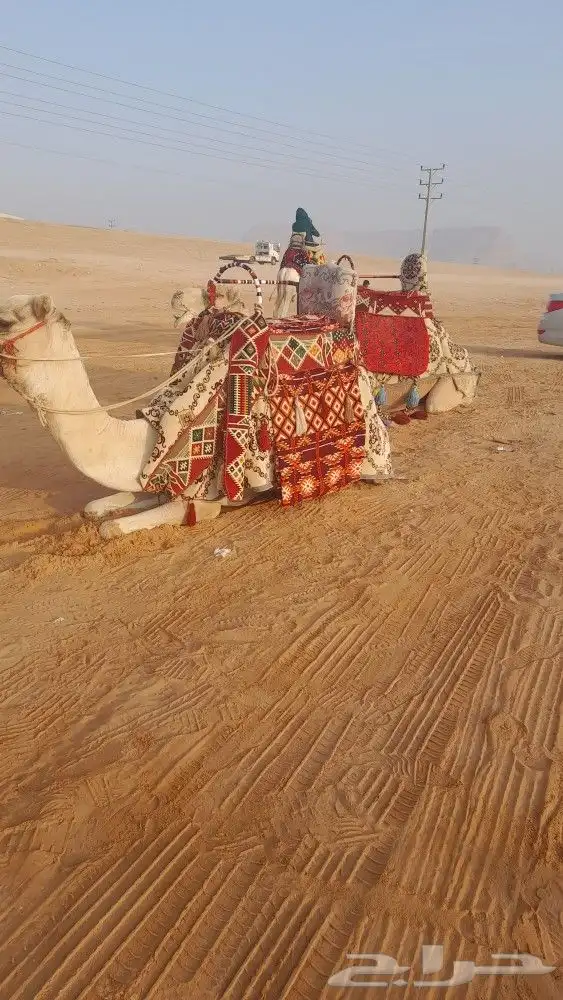 ايجار جمال وصقور وخيول 4