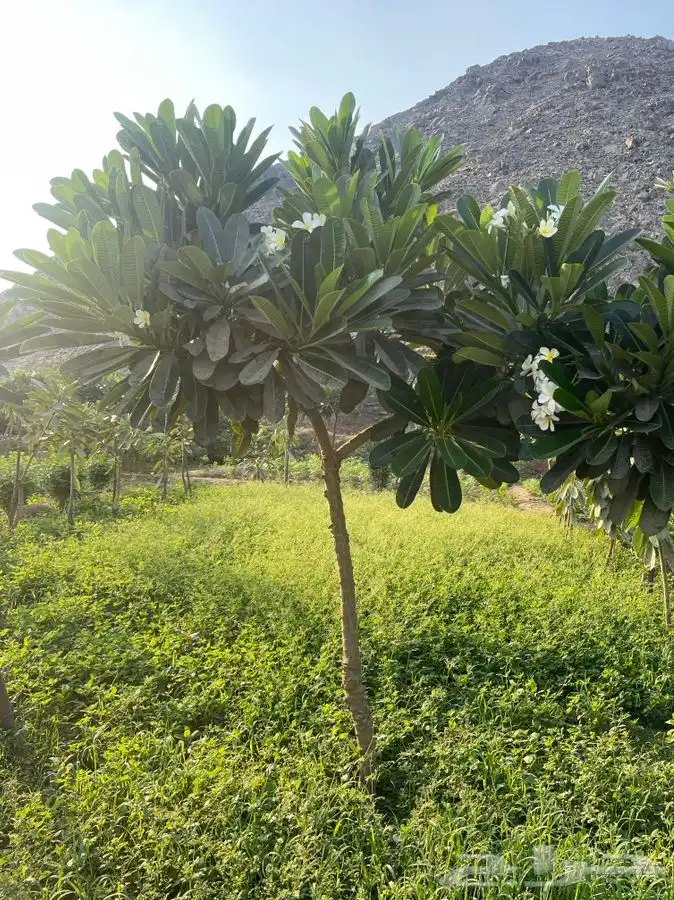 مشاتل التكامل الخضراء الزراعيه 0533351329 8