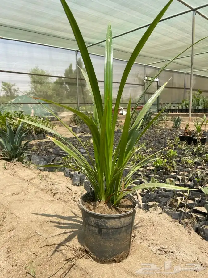 مشاتل التكامل الخضراء الزراعيه 0533351329 12