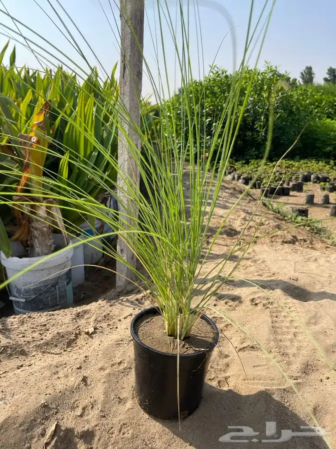مشاتل التكامل الخضراء الزراعيه 0533351329 5