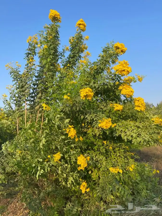 مشاتل التكامل الخضراء الزراعيه 0533351329 2