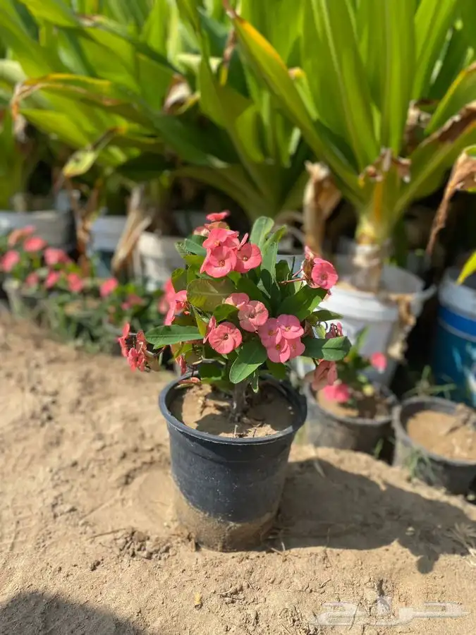 مشاتل التكامل الخضراء الزراعيه 0533351329 9