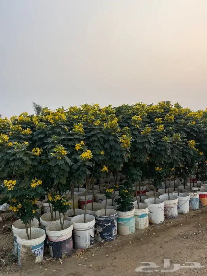 مشاتل التكامل الخضراء الزراعيه 0533351329 5