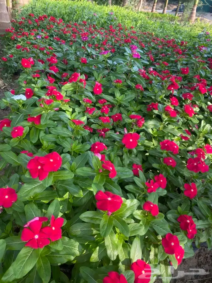 مشاتل التكامل الخضراء الزراعيه 0533351329 11