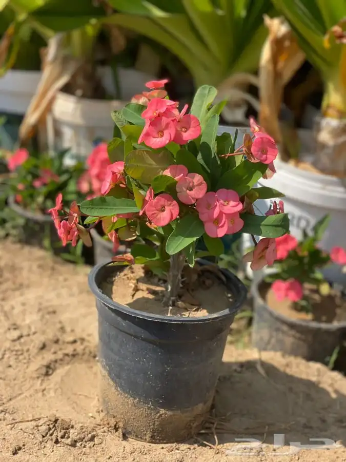 مشاتل التكامل الخضراء الزراعيه 0533351329 10