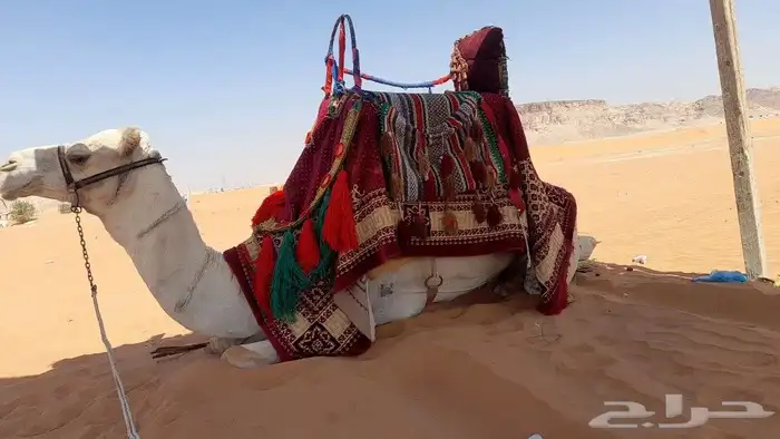 ايجار جمال وصقور وخيول 9