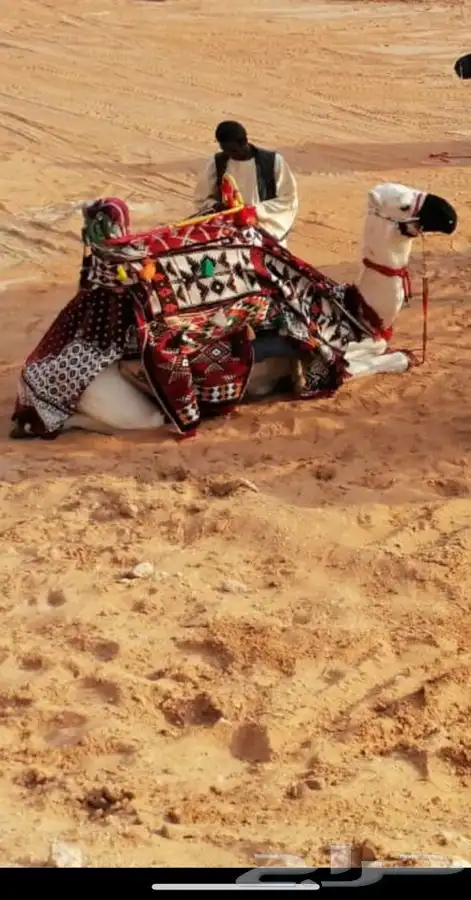 رحول ايجار 3