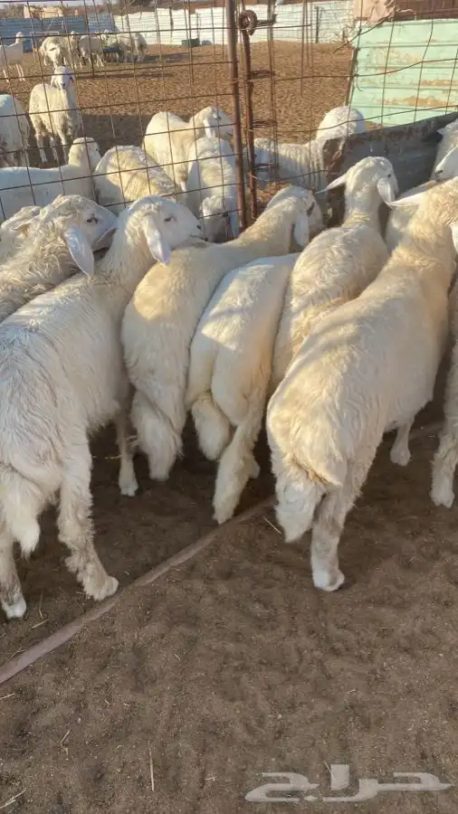 طليان طائيفية للمناسبات والمطابخ 0