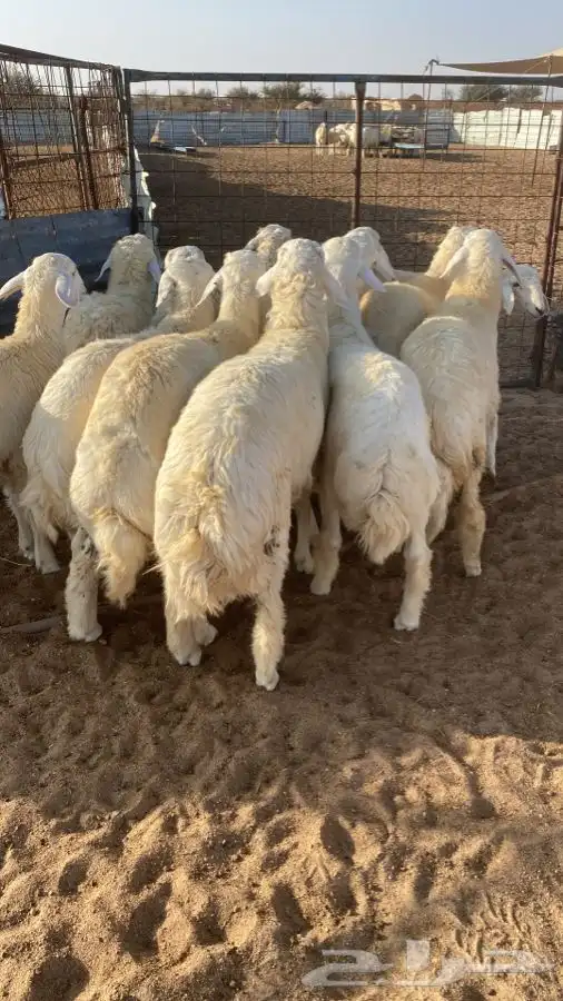 طليان طائيفية للمناسبات والمطابخ 1