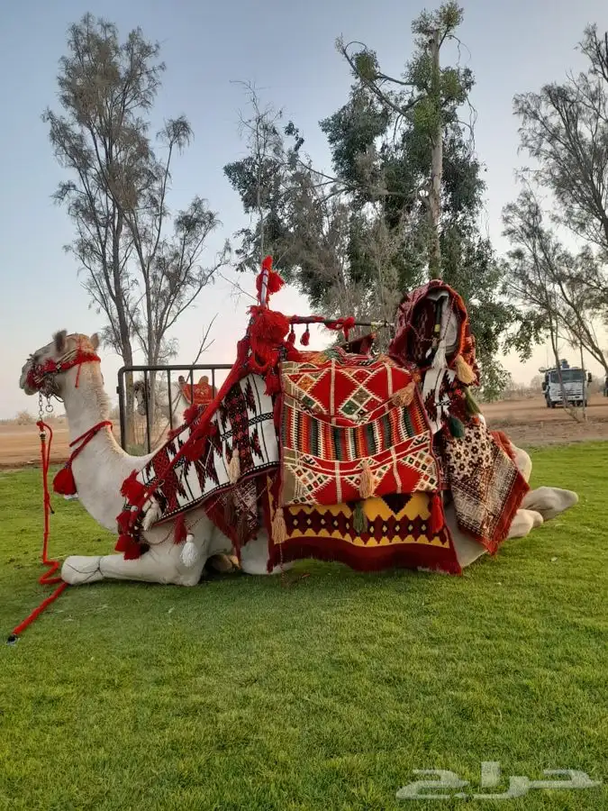 رحول ايجار 0