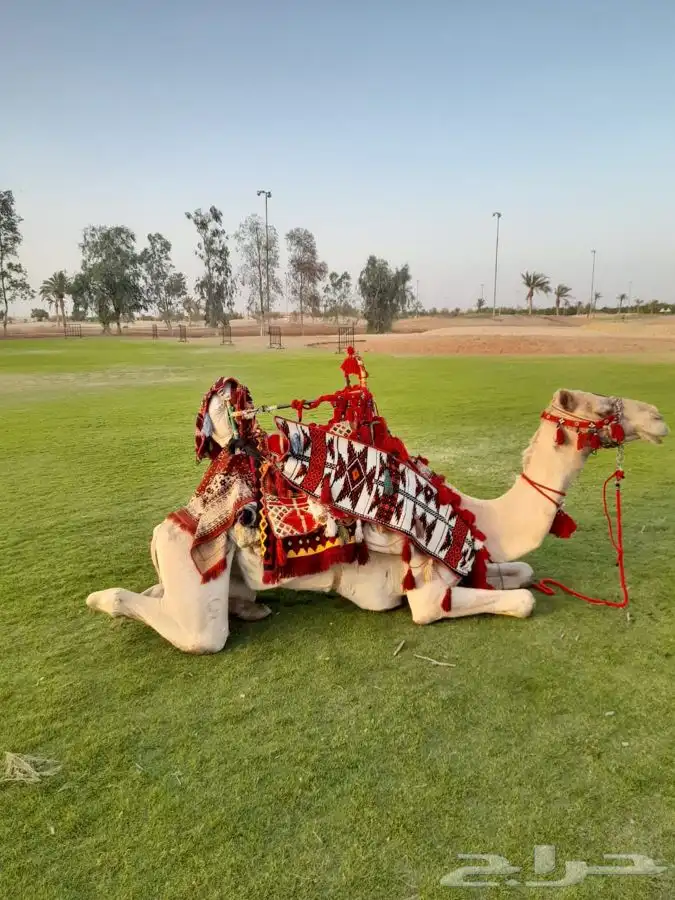 رحول ايجار 1