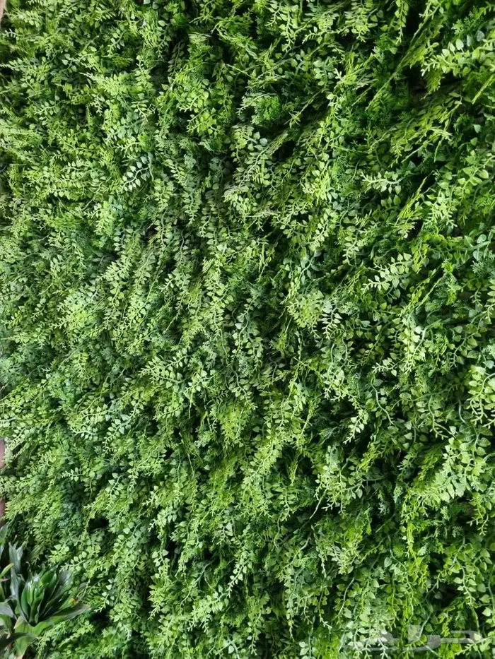 عشب جداري بأسعار منافسة 3