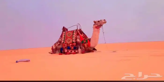 رحول جمال ايجار 4