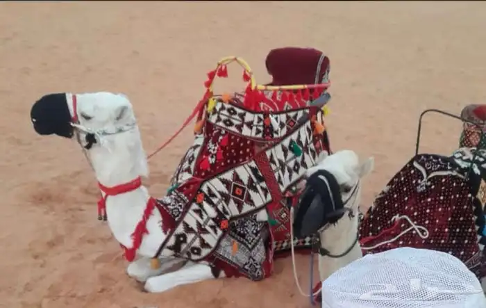 رحول جمال ايجار 0