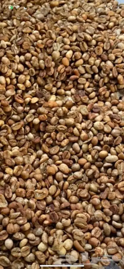 قهوة الكيف 17