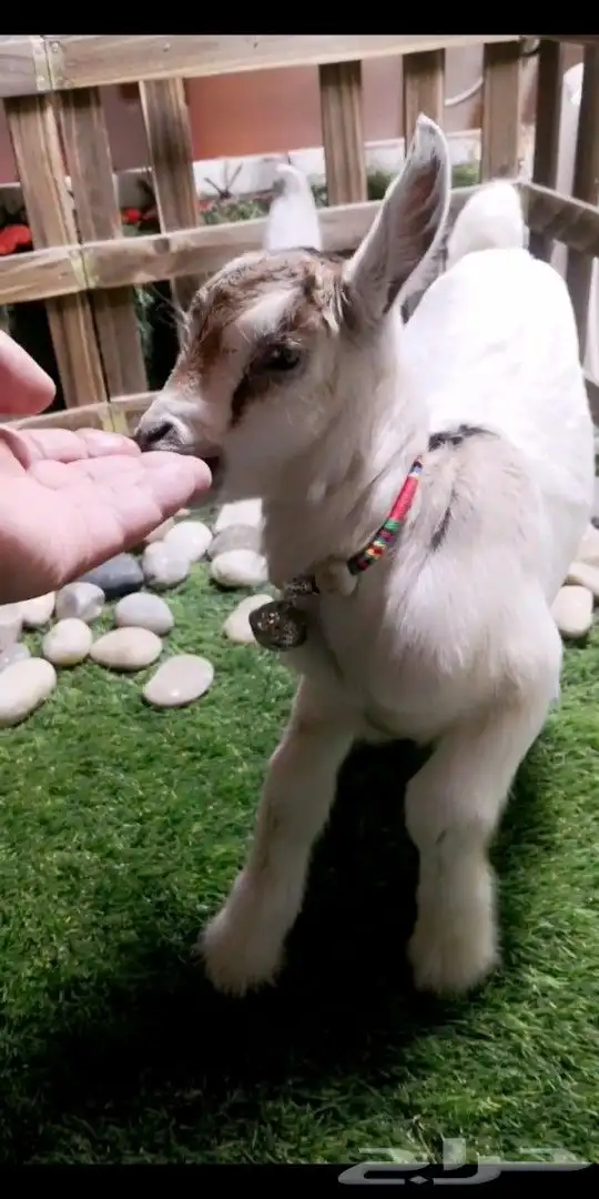 ماعز قزمي اناثي العدد 7 عمر 3 اسابيع 3