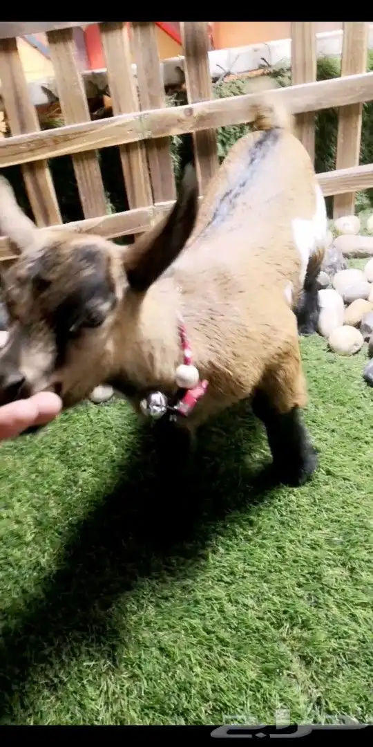 ماعز قزمي اناثي العدد 7 عمر 3 اسابيع 4