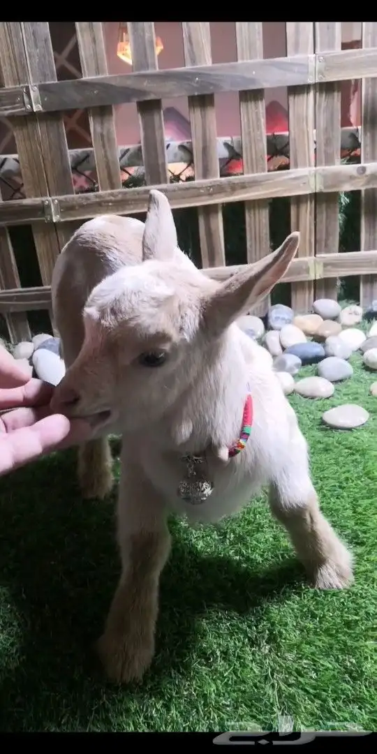 ماعز قزمي اناثي العدد 7 عمر 3 اسابيع 1