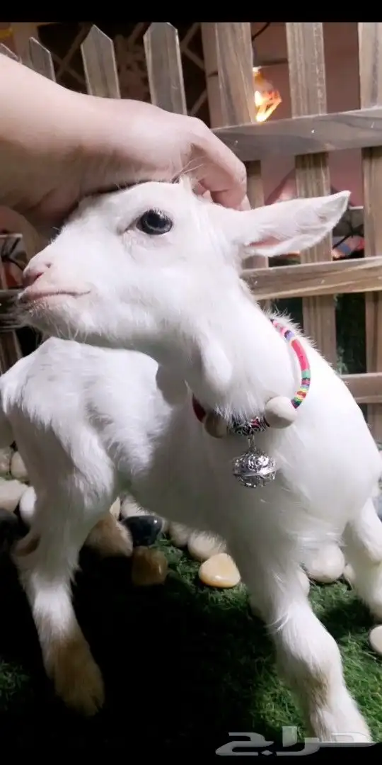 ماعز قزمي اناثي العدد 7 عمر 3 اسابيع 2