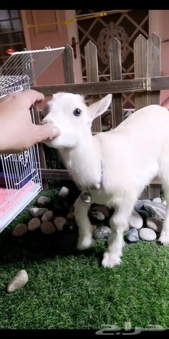 ماعز قزمي اناثي العدد 7 عمر 3 اسابيع 5