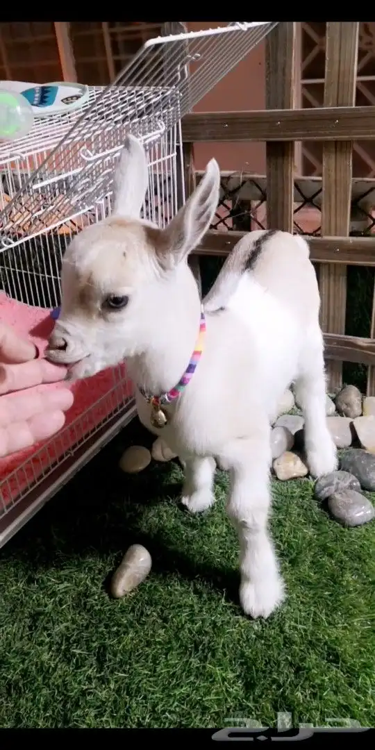 ماعز قزمي اناثي العدد 7 عمر 3 اسابيع 0