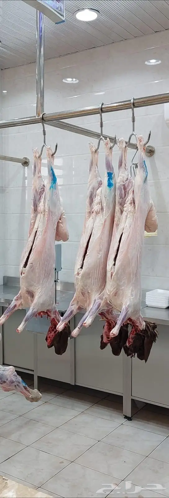 متجر ذبيحة 31