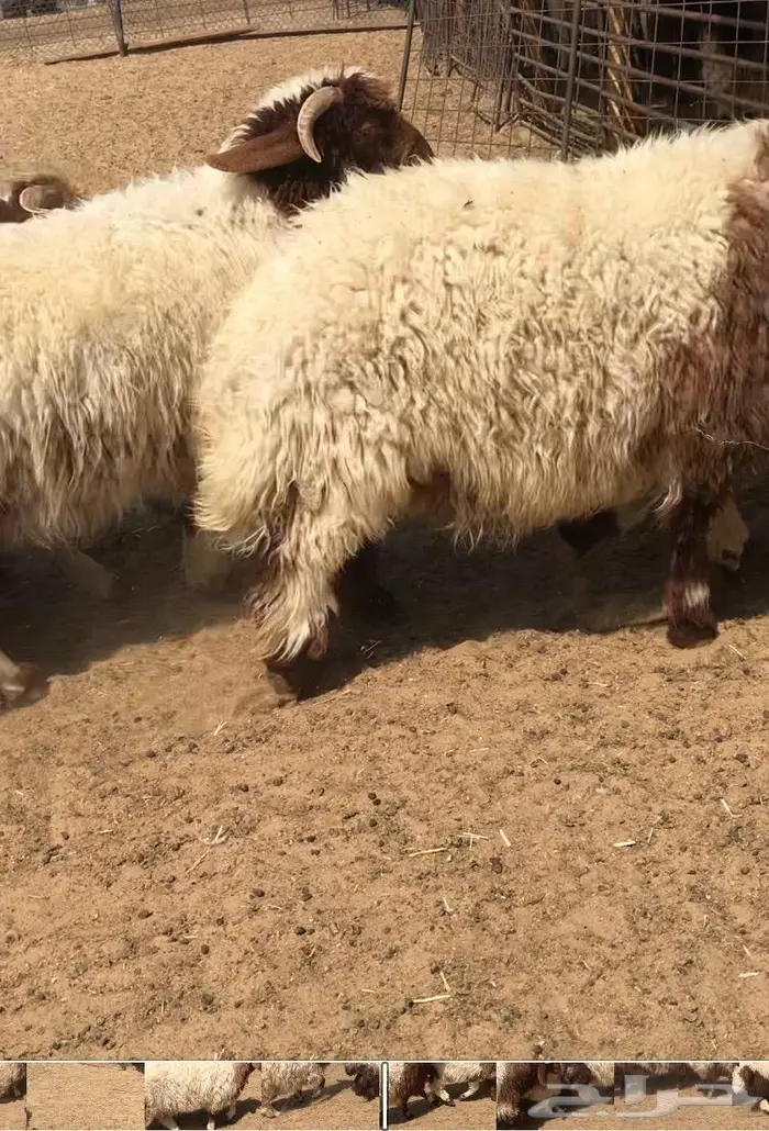 متجر ذبيحة 37
