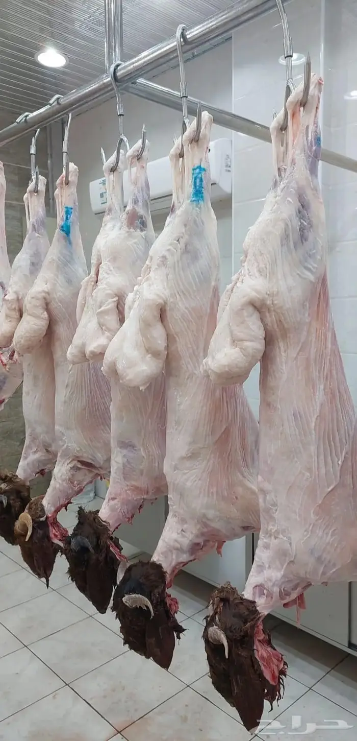 متجر ذبيحة تابي وتمارا 21
