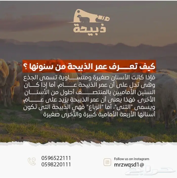 متجر ذبيحة 8