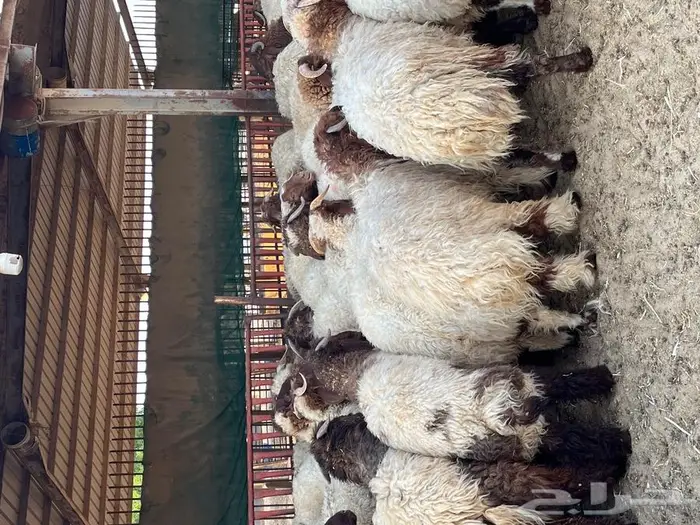 متجر ذبيحة 33
