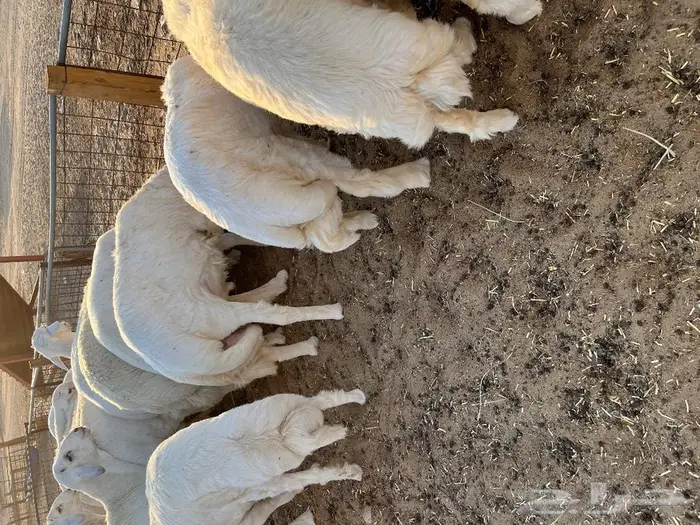 متجر ذبيحة 39