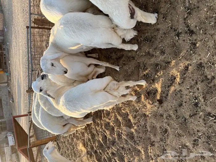 متجر ذبيحة 34