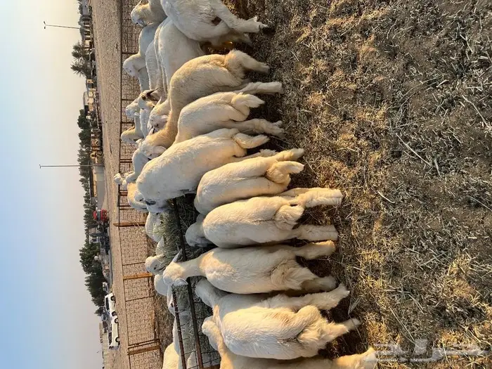 متجر ذبيحة تابي وتمارا 31