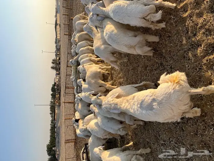 متجر ذبيحة تابي وتمارا 33