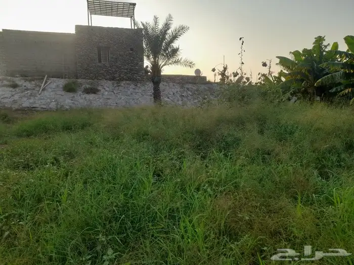 النماص محايل بني عمرو العلايه باشوت بلحمر 4