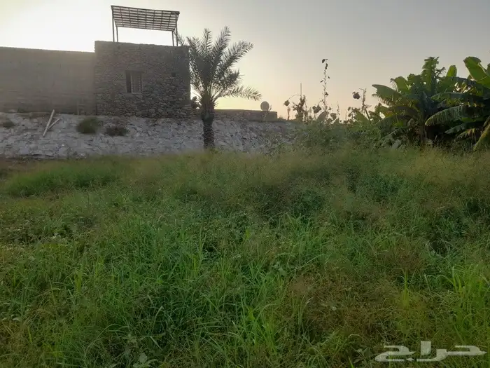 النماص محايل بني عمرو العلايه باشوت بلحمر 5