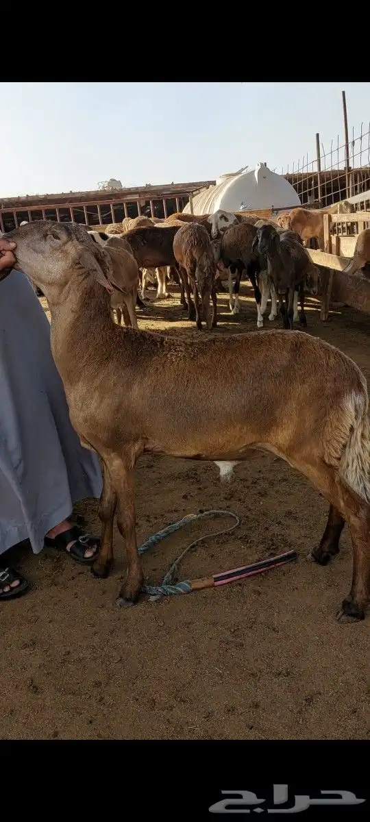 طبخ وذبايح الثلاجة مع التوصيل 5