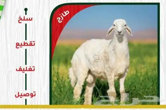 طبخ وذبايح الثلاجة مع التوصيل 2
