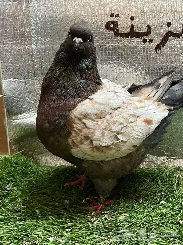 كينج امريكي 9