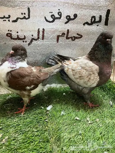 كينج امريكي 2