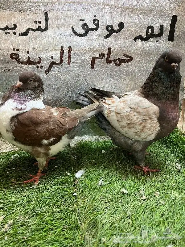 كينج امريكي 2