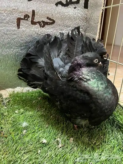 حمام فانتيل امريكي 7