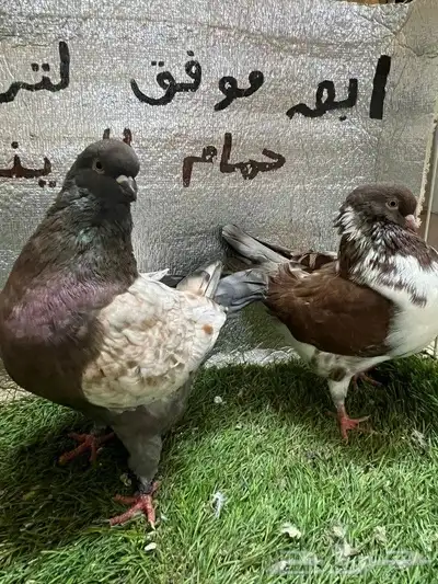 كينج امريكي 4