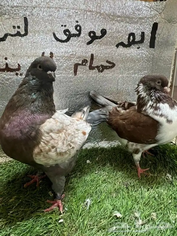 كينج امريكي 4