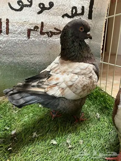 كينج امريكي 6