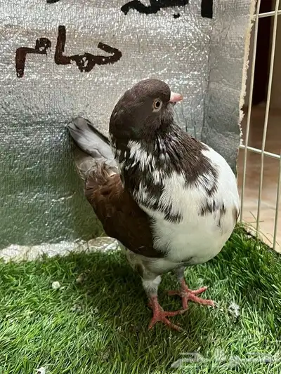 كينج امريكي 5