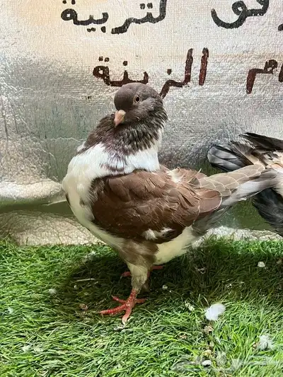 كينج امريكي 8