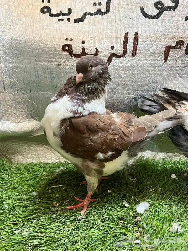 كينج امريكي 8
