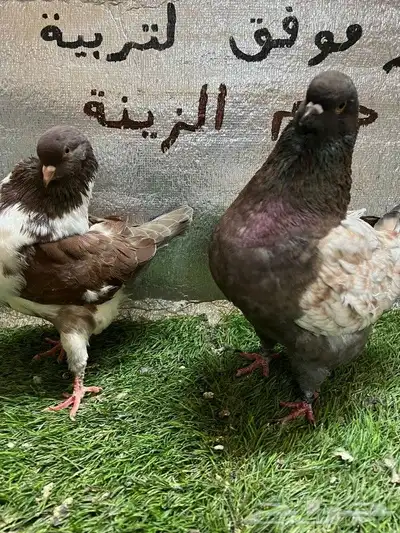 كينج امريكي 3