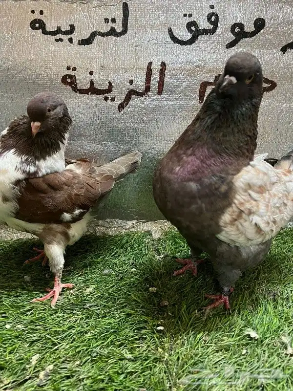كينج امريكي 3